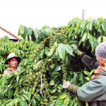 Nhiều người dân huyện Đắk Hà vay vốn ưu đãi để phát triển trồng cà phê