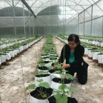 Mô hình trồng dưa lưới của Bà Phạm Thị Tình ở xã An Điền, TX Bến Cát cho hiệu quả kinh tế cao