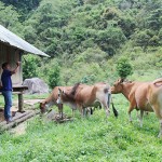 Nhiều hộ nghèo huyện Tây Giang sử dụng nguồn vốn vay ưu đãi để phát triển chăn nuôi tăng thu nhập