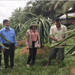 Anh Trần Văn Na (bên phải) giới thiệu vườn thanh long đang cho huê lợi với cán bộ Hội Nông dân xã Trường Xuân A và NHCSXH
Ảnh chụp trước ngày 27/4/2021