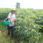 Hộ vay ở xã Ea Chà Rang, huyện Sơn Hòa dùng vốn tín dụng chính sách để đầu tư trồng sắn