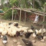 Việc chăn nuôi gia cầm cho chị Nguyễn Thị Lý, khu Yên Lãng 2, phường Yên Thọ, TX Đông Triều, thu nhập ổn định