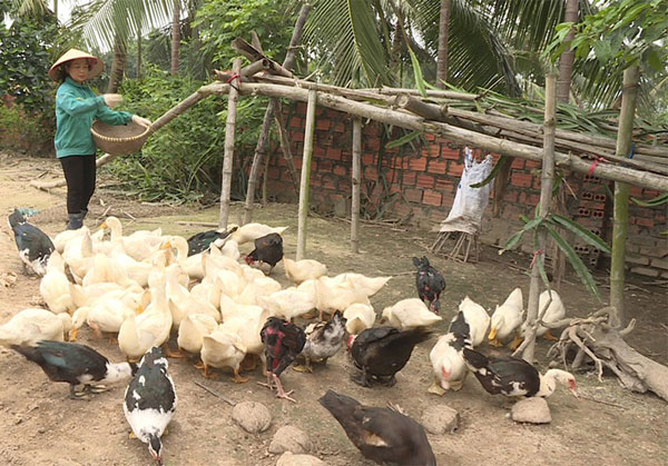 Việc chăn nuôi gia cầm cho chị Nguyễn Thị Lý, khu Yên Lãng 2, phường Yên Thọ, TX Đông Triều, thu nhập ổn định