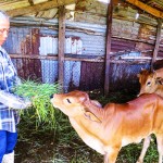 Gia đình ông Hồ Văn Dũng vay vốn nuôi bò hiệu quả