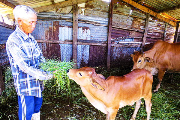 Gia đình ông Hồ Văn Dũng vay vốn nuôi bò hiệu quả