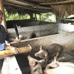 Từ nguồn vốn vay của NHCSXH, gia đình chị Hà Thị Lan ở khu Dùng 2, xã Thạch Kiệt có điều kiện để chăn nuôi, phát triển kinh tế