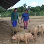 Từ nguồn vốn vay NHCSXH, gia đình anh Hồ Tú Nam ở xã Kỳ Sơn, huyện Kỳ Anh đã mở rộng quy mô trồng rau sạch và chăn nuôi lợn, bò, gà