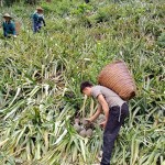 Mô hình trồng dứa hơn 2 ha của gia đình thanh niên Lý A Thắng ở bản Co Đứa, xã Na Sang mỗi năm cho thu hơn 100 triệu đồng
