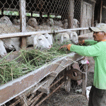 Người dân ở xã Phước Trung (huyện Bác Ái, Ninh Thuận) phát triển chăn nuôi cừu vỗ béo để thoát nghèo. Ảnh minh họa: Nguyễn Thành/TTXVN