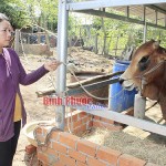 Nhờ nguồn vốn vay ưu đãi, gia đình chị Thị Dim có tiền mua bò về nuôi