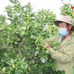 Nhờ được vay vốn ưu đãi, gia đình ông Nguyễn Văn Dũng đầu tư vào mô hình cà phê xen cây ăn quả