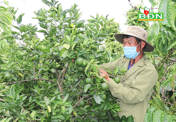 Nhờ được vay vốn ưu đãi, gia đình ông Nguyễn Văn Dũng đầu tư vào mô hình cà phê xen cây ăn quả