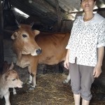 Người dân xã Nam Kim phát triển chăn nuôi bò từ nguồn vốn vay của NHCSXH