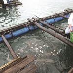 Người dân trên đảo Phú Quốc sử dụng vốn vay ưu đãi phát triển nuôi cá lồng bè