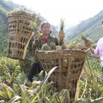 Nguồn vốn ưu đãi được các hộ đồng bào DTTS ở Lào Cai sử dụng hiệu quả vào phát triển cây trồng
Ảnh tư liệu