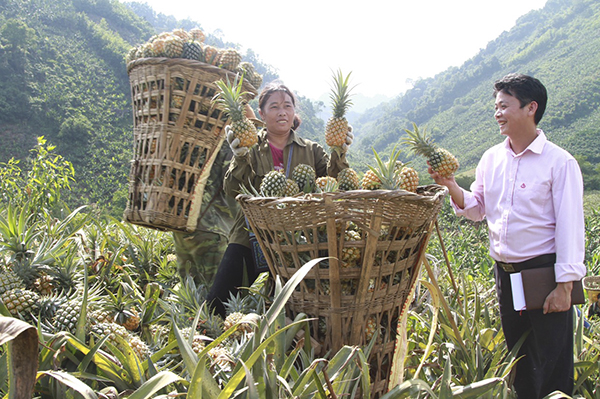 Nguồn vốn ưu đãi được các hộ đồng bào DTTS ở Lào Cai sử dụng hiệu quả vào phát triển cây trồng