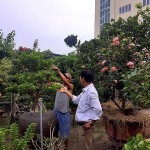 Anh Võ Văn Thanh (mặc áo trắng) hướng dẫn kĩ thuật tạo thế cho những cây cảnh có hình thù “độc” dành cho dân sành chơi cây