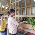 Hàng nghìn hộ dân huyện Quỳ Hợp vay vốn chính sách để phát triển chăn nuôi