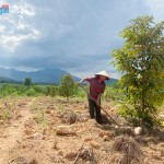 Từ nguồn vốn vay của NHCSXH, chị Đinh Thị Ba ở xã Long Sơn, huyện Minh Long đã đầu tư, nhân rộng mô hình trồng cây ăn quả