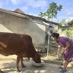 Chị Trần Thị Bưởi ở xóm Thanh Đầm, xã Hùng Tiến vay vốn chính sách để chăn nuôi bò
