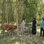 Bà Nguyễn Thị Lan kiểm tra mô hình chăn nuôi bò tại xã Thanh Thủy
