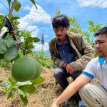 Người dân huyện Sơn Tây đầu tư trồng bưởi từ nguồn vốn ưu đãi