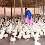 Nhiều nông dân Tuyên Quang vay vốn chính sách để phát triển chăn nuôi