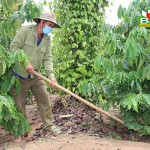 Nhiều nông dân huyện Krông Nô vay vốn chính sách đầu tư sản xuất nông nghiệp