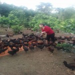 Chị Nguyễn Thị Huệ đang chăm sóc đàn gà