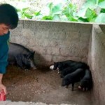 Giống lợn đen địa phương của gia đình anh Hoàng Văn Chinh đang được khách hàng ưa chuộng