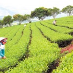 Mô hình trồng chè sạch của hội viên phụ nữ huyện Văn Chấn hiệu quả nhờ vốn vay NHCSXH
