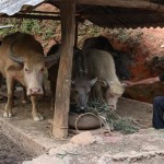 Ông Mùa Trù Vàng ở xã Kim Nọi phát triển chăn nuôi trâu từ nguồn tín dụng chính sách