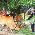 Một hộ dân ở thôn Lỗ Gia, xã Suối Tiên, huyện Diên Khánh chăm sóc đàn bò được gây dựng nhờ nguồn vốn tín dụng chính sách