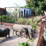 Gia đình bà Huỳnh Thị Tố Mai có thu nhập hơn 20 triệu đồng/tháng từ nghề nuôi heo rừng