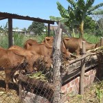 Ông Nay Chruy, buôn Mlah, xã Phú Cần chăm sóc đàn bò của gia đình