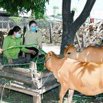 Chị Kpăh Nguy vay vốn NHCSXH để chăn nuôi bò sinh sản