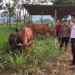 Chị Nguyễn Thị Ly ở thị trấn Chi Nê, huyện Lạc Thủy vay vốn chính sách nuôi bò