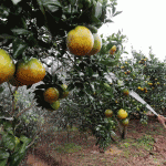 Mô hình trồng cây ăn quả, mang lại hiệu quả kinh tế cao của gia đình anh Giáp Văn Tiện ở thôn Hựu, xã Trù Hựu, huyện Lục Ngạn (Bắc Giang) từ 50 triệu đồng vốn vay NHCSXH