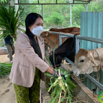 Đàn bò của gia đình bà Nguyễn Thị Lâm ở thôn Xuân Hòa, xã Phước Ninh