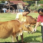 Hộ dân tộc Ma Coong phát triển mô hình chăn nuôi bò từ nguồn vốn ưu đãi
