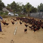Nông dân huyện Quỳ Châu vay vốn chính sách phát triển chăn nuôi gà thả vườn