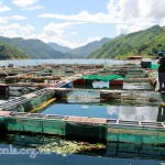 Các hộ dân ở bản Ban Xa, xã Liệp Tè vay vốn chính sách nuôi cá lồng