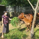 Từ nguồn vốn ưu đãi, bà Nguyễn Thị Thúy Phượng ở xã Đồng Tĩnh đầu tư nuôi bò sinh sản hiệu quả, vươn lên thoát nghèo