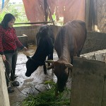 Vay vốn chính sách, chị Phùng Thị Hà đầu tư nuôi bò sinh sản