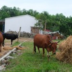 Anh Nguyễn Văn Đôn ngay sau khi trở về quê đã vay vốn NHCSXH để mua bò sinh sản và trồng cây ăn quả