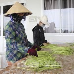 Thành viên HTX dịch vụ tổng hợp Tuấn Tú ở xã An Hải, huyện Ninh Phước sơ chế sản phẩm măng tây xanh trước khi đưa đi tiêu thụ