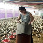 Trang trại chăn nuôi gà liên kết tại xã Quý Lộc, huyện Yên Định