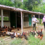 Từ 100 triệu đồng vốn vay chương trình hộ mới thoát nghèo của NHCSXH, gia đình anh Nguyễn Văn Hùng ở xã Nam Giang, huyện Nam Đàn đầu tư chuồng trại con giống, chăn nuôi gà, vịt hiệu quả