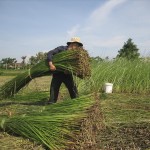 Nhờ được vay vốn chính sách, nhiều hộ dân huyện Nga Sơn đã đầu tư thâm canh, cải tạo đồng cói, để trồng được loại cói dài, dai và óng mượt hiếm có như cói