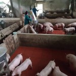 Trang trại lợn của gia đình chị Nguyễn Thị Tân